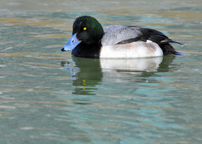 Greater Scaups