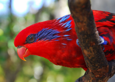 Lorikeet, St. Thomas