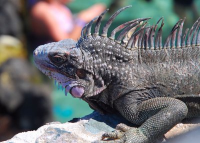 Iguana, St. Thomas