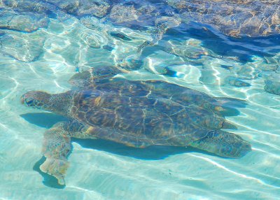 Sea Turtle, St. Thomas