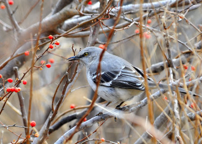 Northern Mockingbird