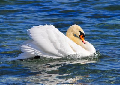 Mute Swan