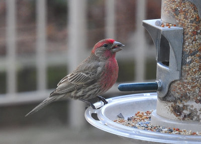 House Finch