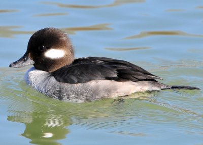 Bufflehead Female