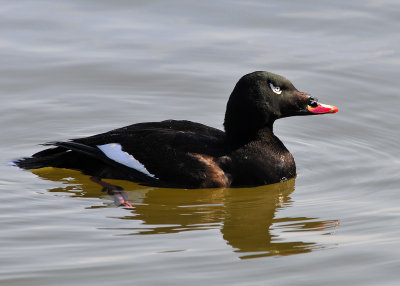 White Winged Scoter