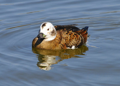 Longtail Duck Female