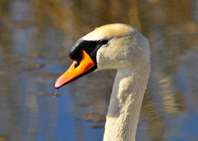 Mute Swan