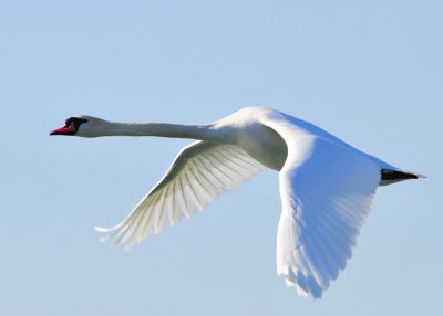 Mute Swan in flight