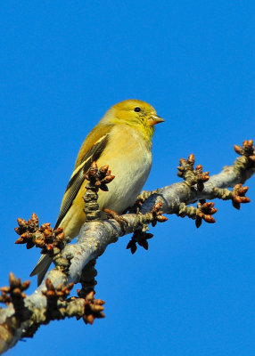 American Goldfinch
