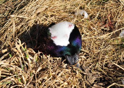 Poor little Bufflehead