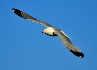  Ring Billed Gull