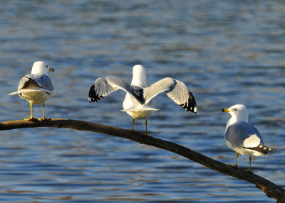 ...and then you open your wings... Gull fly school