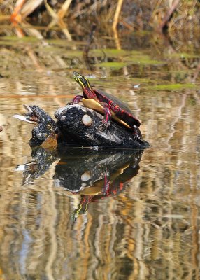 This year's first Turtle