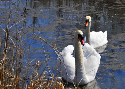 Mute Swan Pair