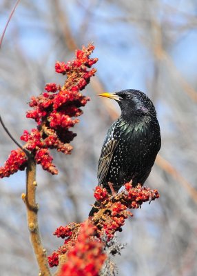 Grackles, Starlings, Catbirds, Kingbirds and Cowbirds, Woodpeckers