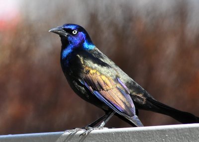 Common Grackle