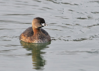 Pied Billed Grebe