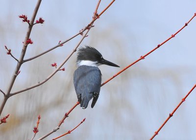 Belted Kingfisher