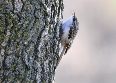 Brown Creeper