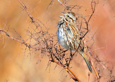 Song Sparrow