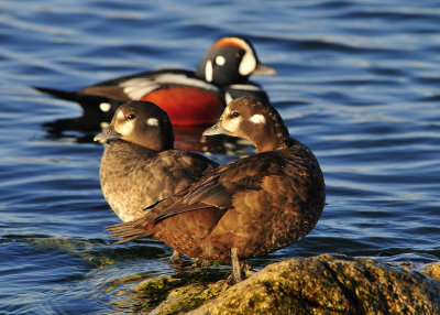Harlequin Ducks