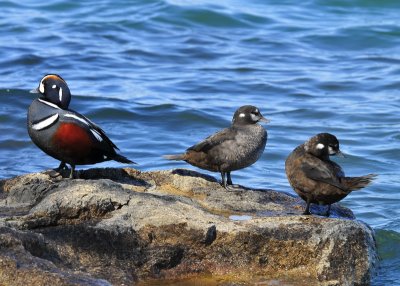 Harlequin Ducks