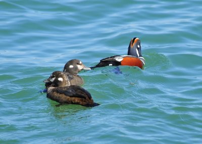 Harlequin Ducks