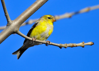 American Goldfinch