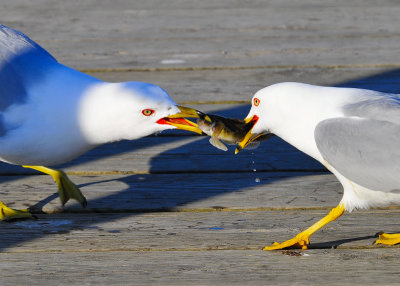 Tug of War