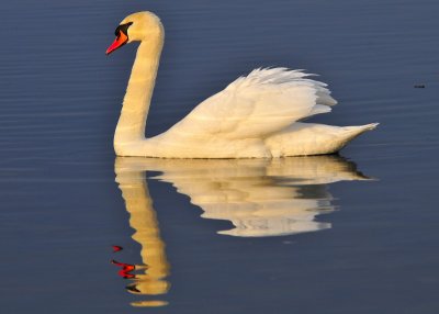 Mute Swan