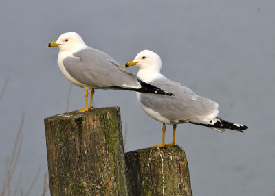 Ring Billed Gulls