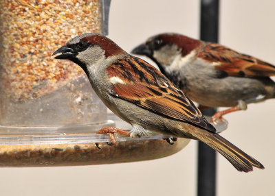 House Sparrow