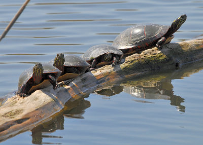 The Turtle Brothers