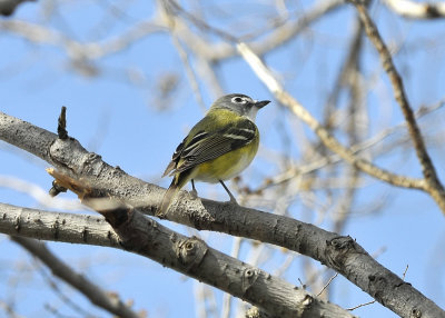 Blue Headed Vireo