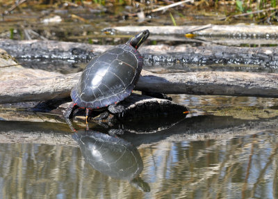 Eastern Painted Turtle
