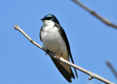 Tree Swallow