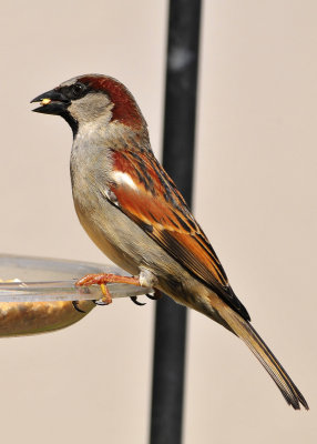 House Sparrow