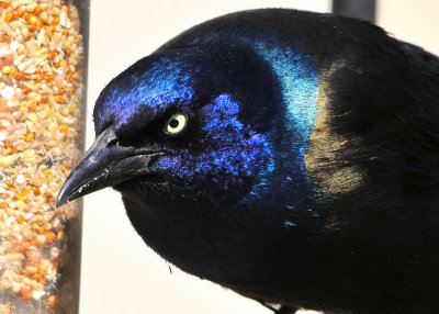 Common Grackle