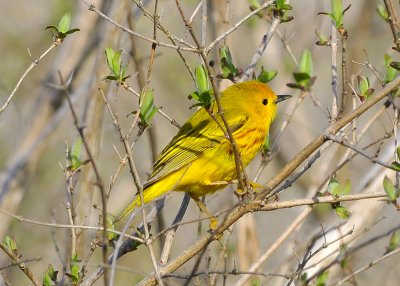 Yellow Warbler male
