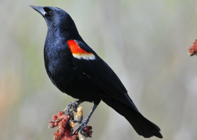 Red Wing Blackbird male