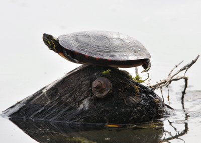 Turtle-Totter / Teeter -Turtle?