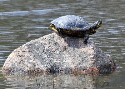 Turtle
