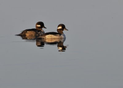 Bufflehead Pair