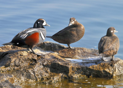 Harlequin Ducks