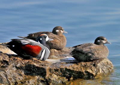 Harlequin Ducks