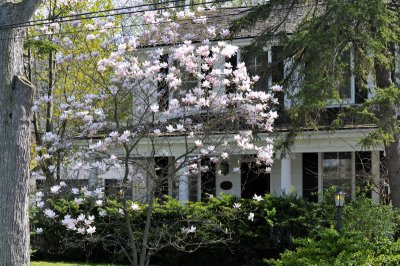 House with magnolia