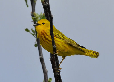 Yellow Warbler male