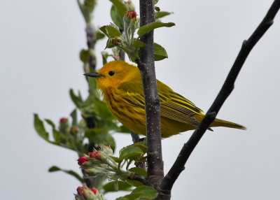 Yellow Warbler male