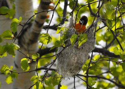 Baltimore Oriole female