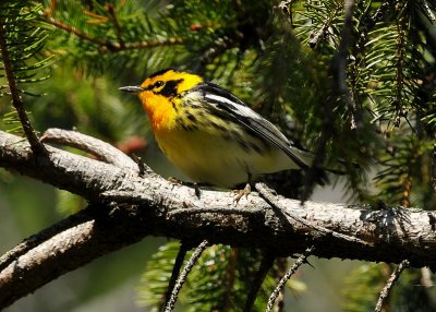 Blackburnian Warbler